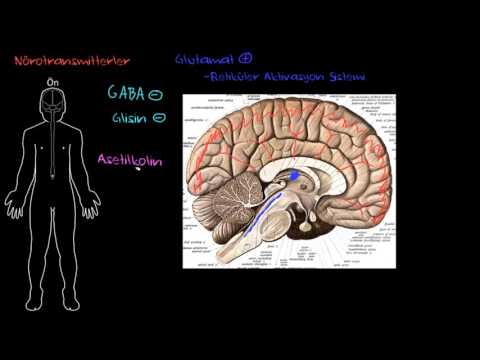 Nörotransmitter Sistemlerin Anatomisi (Psikoloji / Davranış)