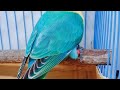 mutasi Lovebird pf