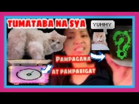 Video: Makatutulong Ba Ang Smart Technology Sa Pagkawala Ng Timbang Ng Cat?