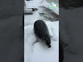 今年も雪山探検…?#アザラシシーパラダイス#オホーツクとっかりセンター#ゴマフアザラシ#seal#cute
