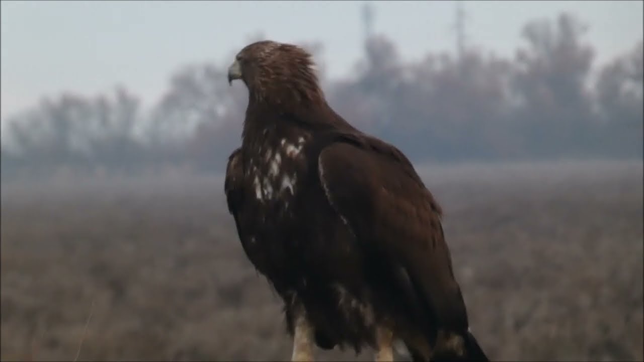 Hide de aves rapaces en la laguna del Taray. 29-12-2023