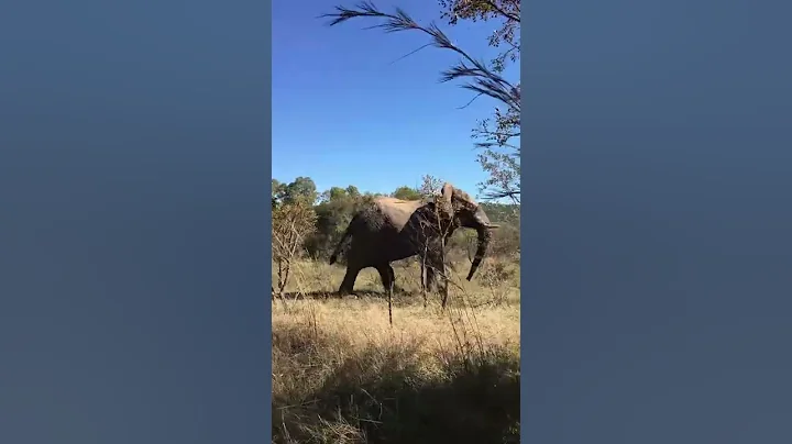 ELEPHANT SCRATCHES HIS BELLY WITH HIS PENIS