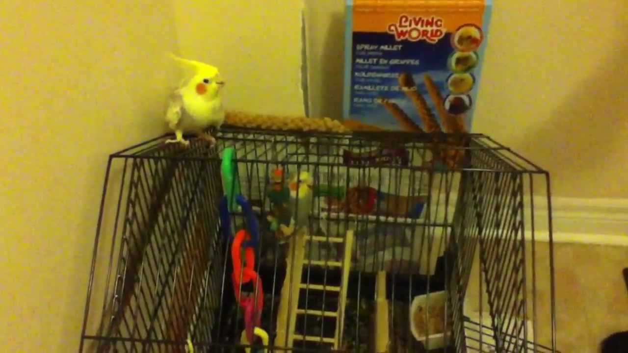 How To Get Your Bird To Get On Your Finger Without Getting Bitten