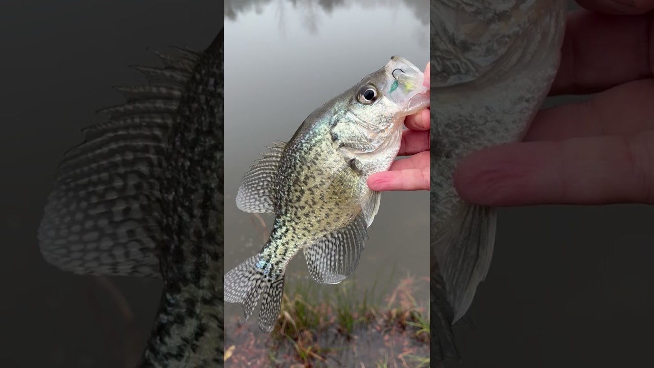 Decent crappie 