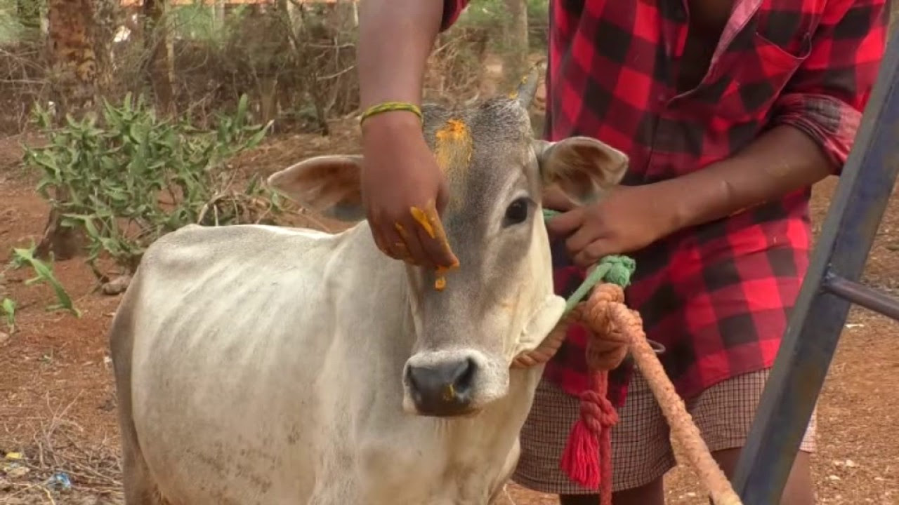 ELANGUDI MANJUVIRATTU  THIRUVIZHALAKAL 1