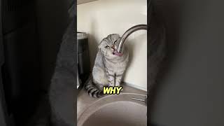 Why Scottish Fold Cats Have Folded Ears | Animal Facts Why Scottish Fold Cats Have Folded Ears | Animal Facts