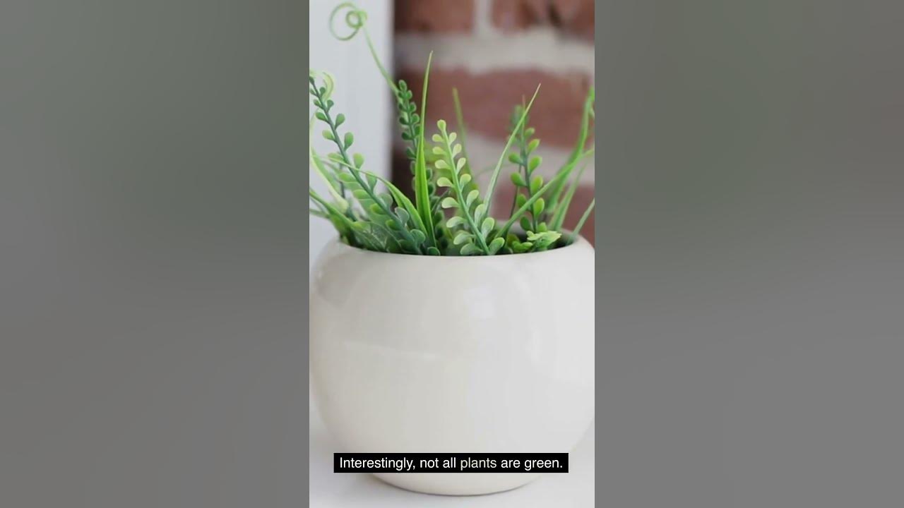 The Surprising Science Behind Why Grass Is Green YouTube