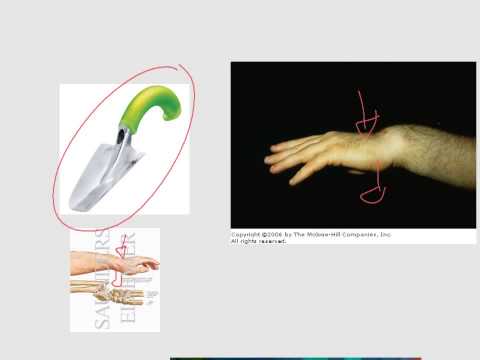 smith&rsquo;s fracture (ulf2)