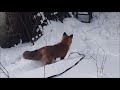 С Лисой на Озеро Шарташ, Прогулка в ожидании Друзей - Жизнь с Лисой / MIKI THE FOX