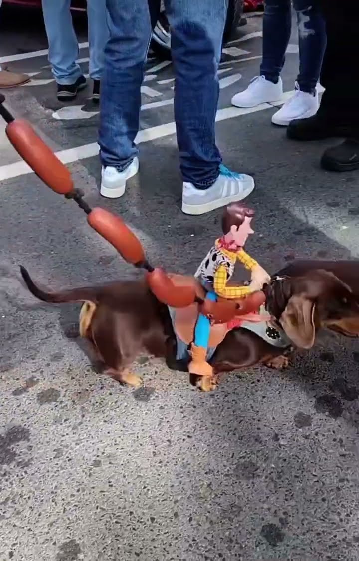 Woody Riding a Sausage Dog || ViralHog