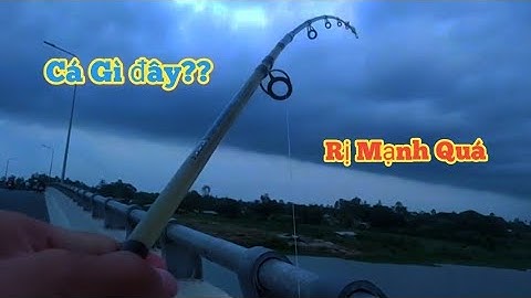 Câu Cá Ngát Sông Bằng Mồi Cua|#angiangquetoi