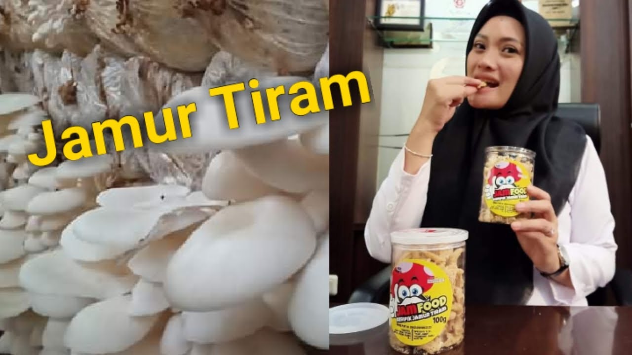 (Part 2) Usaha Jamur Tiram Yang Menjanjikan 