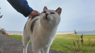 A stray cat sleeping on the breakwater jumps up in joy when you pet it. by 感動猫動画 1,384 views 5 hours ago 3 minutes, 22 seconds
