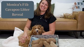 Monica's F1b Cavapoo Litter Reveal by Adora Perfect Pups 199 views 1 day ago 5 minutes, 21 seconds