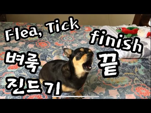 ❤️ Puppy Dog Flea, Tick finish, 이것만 있으면 강아지나 개 벼룩, 진드기 끝, smell gone👌안좋은 냄새도 없어짐