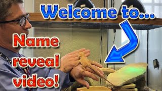 Buying a Bearded Dragon at a Reptile Expo | Name Reveal at the end!