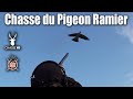 Ouverture & Chasse du Pigeon Ramier/Palombe avec Margaux et Platine !