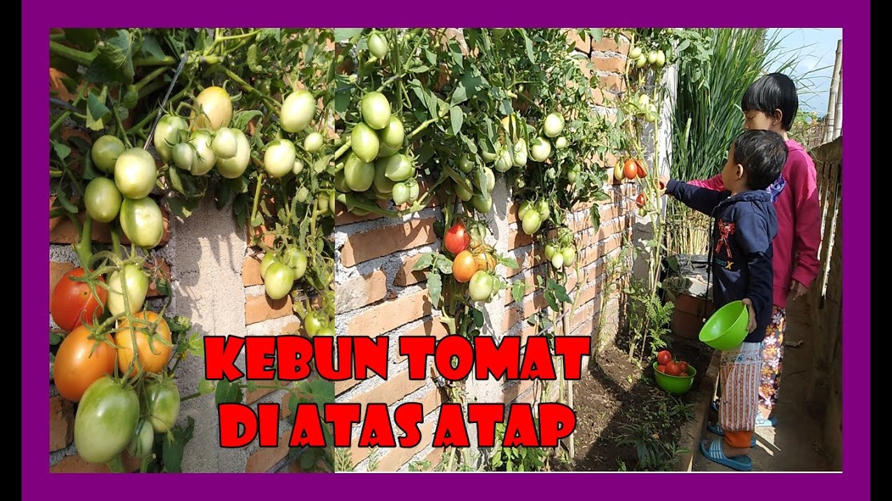 RAHASIA TOMAT PENDEK LEBAT BUAH DI LAHAN SEMPIT TANPA AJIR | GROWING