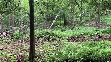 Uni-Forest 45M with Self Releasing Snatch Block