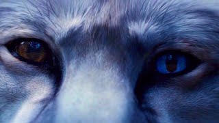 Strange Wild Hunt 47 Ronin Avery Wild Animal Story Of A Fightingman Samurai