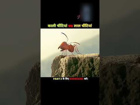Ant war #shorts #trending #new #gujrati
