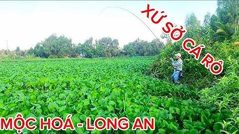 Câu CÁ RÔ ĐỒNG Lang Thang Ở Mộc Hoá-Long An / Cái Vùng Này CÁ RÔ CÂU Không Hết Nổi@Caucalongan62