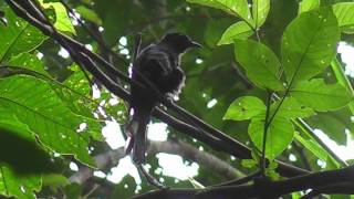 Download Lagu Cuckoo, Drongo - Surniculus lugubris MP3 Download Lagu Cuckoo, Drongo - Surniculus lugubris MP3