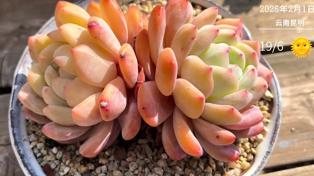 2022年的橙林，现在的橙林，橙子妈妈，功不可没……#多肉植物