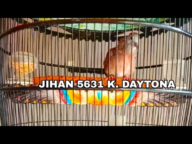 PIYIK PERKUTUT BANGKOK SUARA LENGKAP FULL POWER RING JIHAN BIRD FARM class=