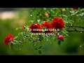 ✿➽ Розочки - второгодочки в нашем саду  🌸 2019