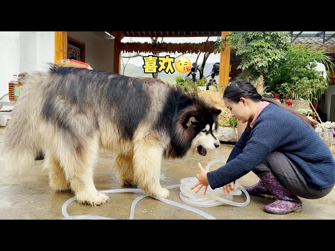 大王咬着水管左甩右晃，扭腰摆臀的姿态超可爱 Dawang is biting the water pipe and shaking it, twerk his hips is super cu