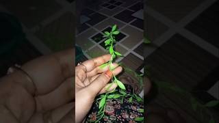 bar bar light isueyor itni dhul kaise karo saf🫣 #shortsfeed #minivlog #housewifevloge #trendingshort