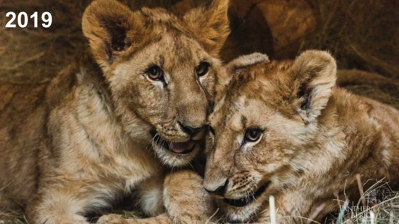 From Healing to Hope: Karlos & Ivana's Turnaround