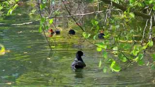 Beloved Coot Chicks  |  4K screenshot 5
