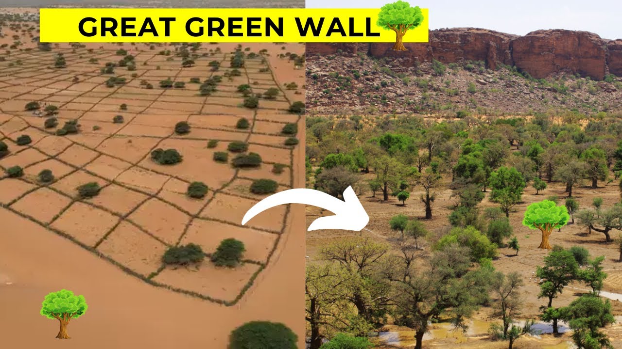 Africa's Great Green Wall In Sahara Desert Epic Battle Against