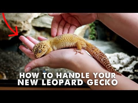 How To Handle & Tame Your New Leopard Gecko // Step-By-Step Guide!