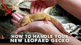 How To Handle & Tame Your New Leopard Gecko // Step-By-Step Guide!