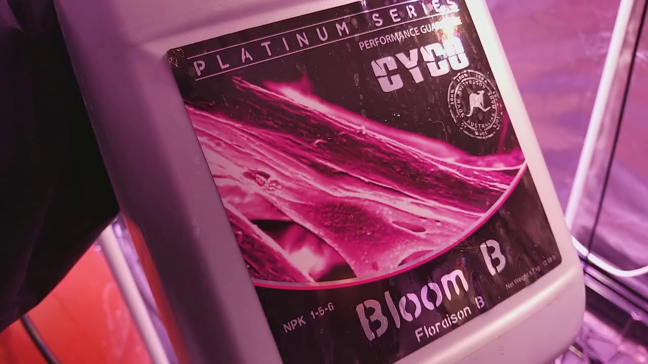 Day 7   LED autoflower grow   Sensi skunk, dutch passion cindy jack and more- oct 10