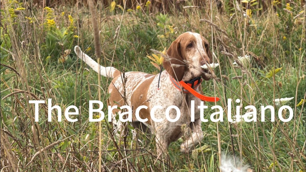 The Bracco Italiano! 