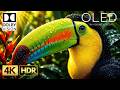 BEST OLED HDR Perfection | Dolby Vision 120FPS | 16K Nature Animals (8K/4K ULTRA HD TV)