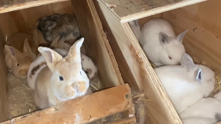 Rex VS Californinan Rabbits Growth Rate - 3 weeks ...