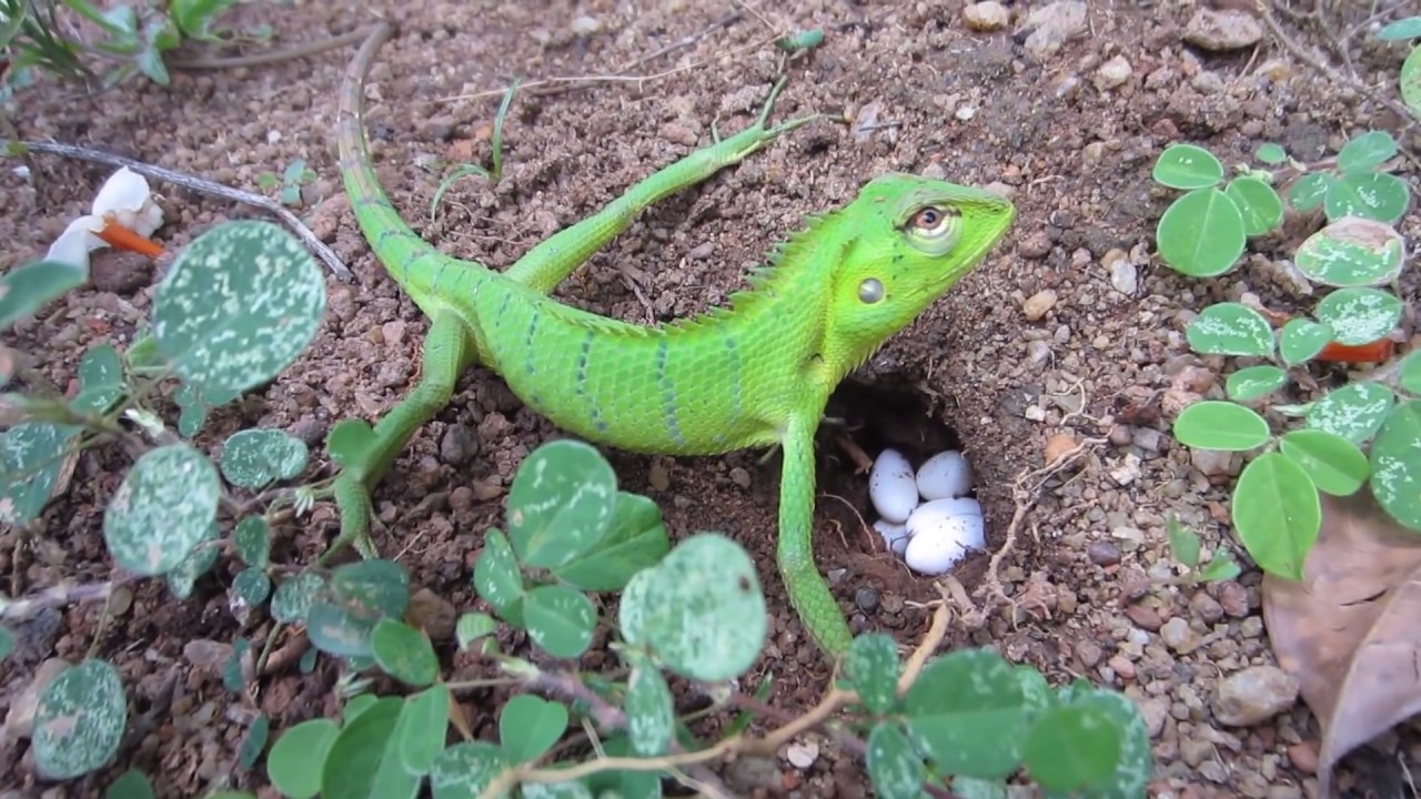 lizard laying eggs episode 1 - YouTube