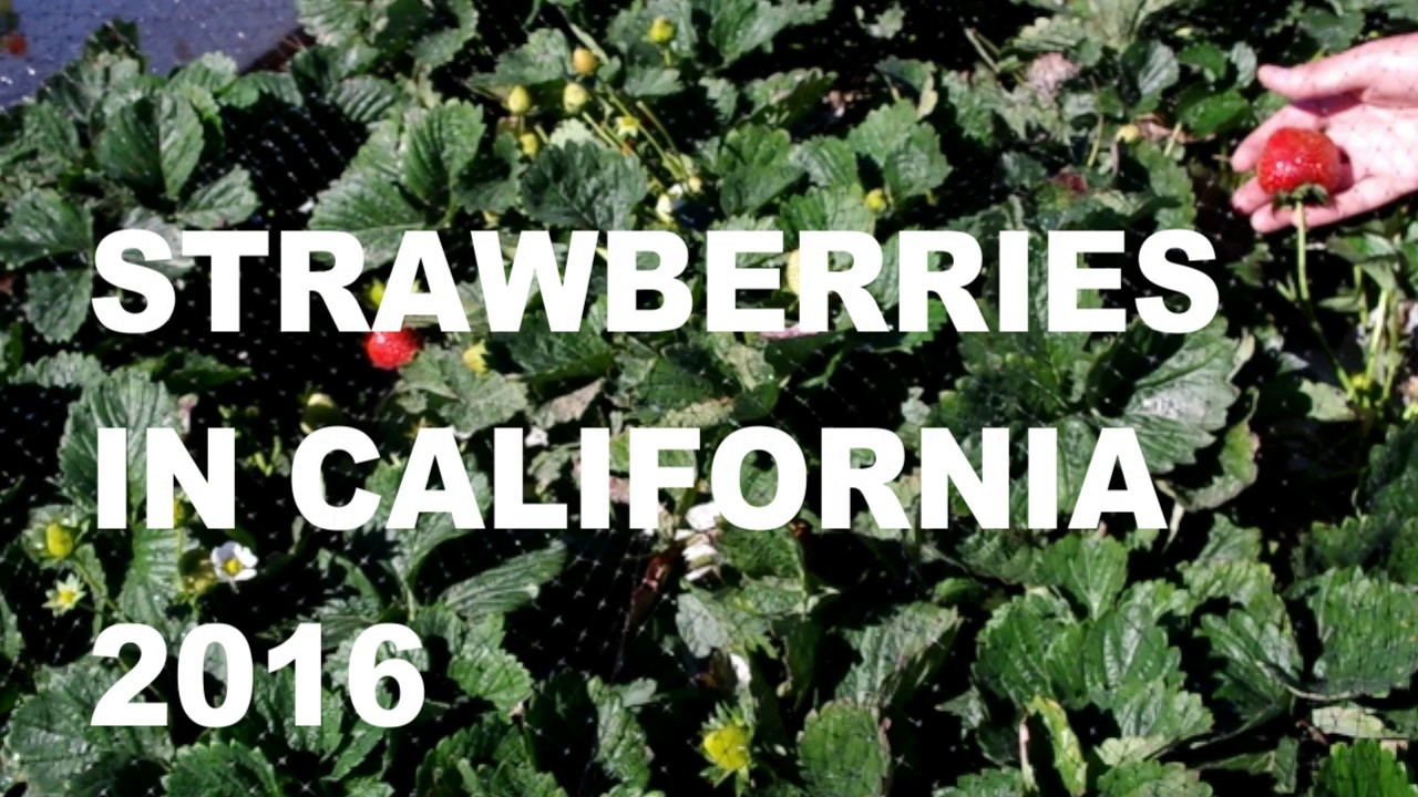 STRAWBERRIES CALIFORNIA 2016 YouTube