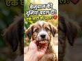 बेज़ुबानों का दर्द समझें: एक नई ज़िंदगी दें 🐾✨ #AnimalRescue #AdoptDontShop #SaveAnimals