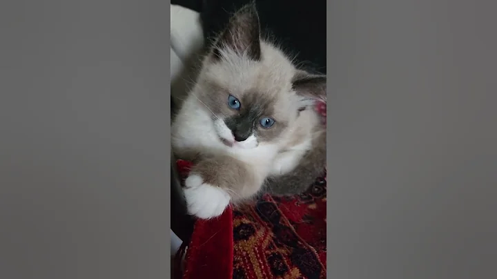 Video 8527511: cats catlover kittycat kitten, kitten catlover cute kittycat, catlover kittycat funny kittens