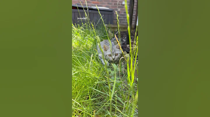 Video 10055461: british shorthair kittens, britishshorthair cat kitten, cat meowing, kitten first