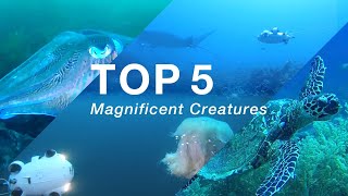 Exploring the Abyss | Top 5 Spectacular Underwater Encounters with FIFISH Underwater Drone