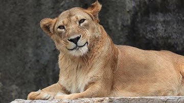 Animals Can
