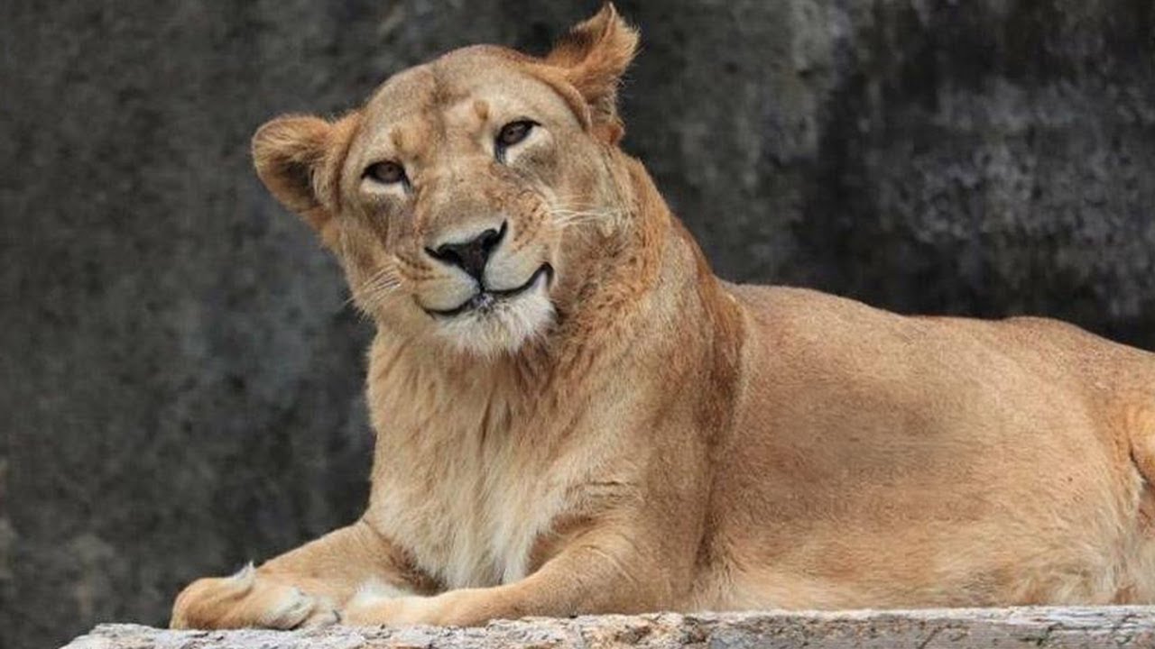 Animals Can't Stop Being Funny 🤣Funniest ANIMAL Videos 2025