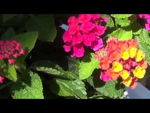 medical benefits of lantana